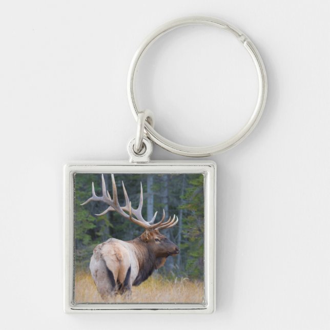 Chaveiro Bull Rocky Mountain Elk (Frente)