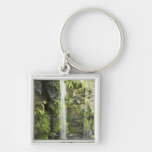 Chaveiro Cachoeira, floresta húmida temperada, Nova