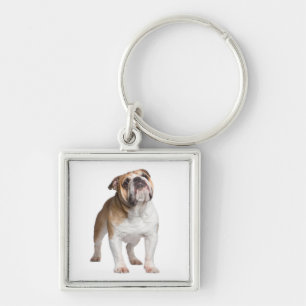 Chaveiro Cachorro Cachorro Bonito Dão-me Bolinho Inglês 