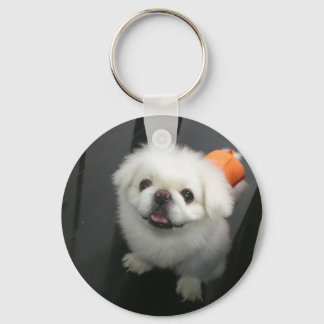 Chaveiro Cachorro Shih Tzu fofo olhando para a câmera