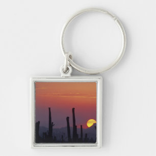 Chaveiro Cacto Saguaro Carnegiea gigantea), Pôr do sol,