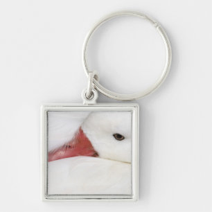 Chaveiro Caerulescentes Chen Chen