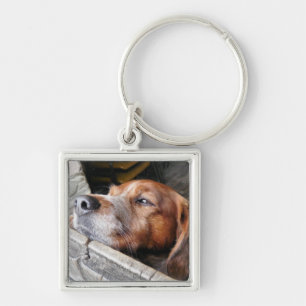 CHAVEIRO CÃES