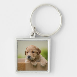 Chaveiro Caixa de Ouro do Retriever