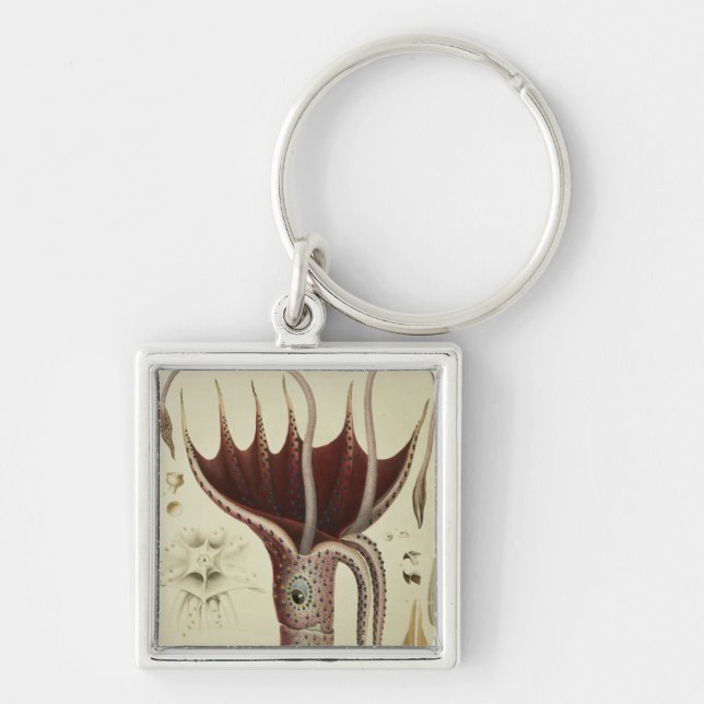 Chaveiro Calamar, Pl.2 'de Histoire Naturelle (Frente)