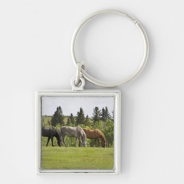 Chaveiro Calgary, Alberta, Canadá (Frente)