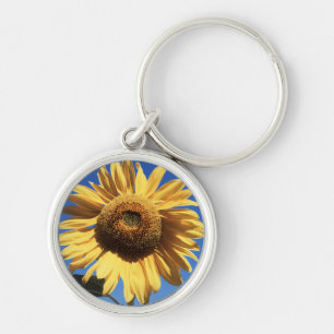 Chaveiro Califórnia, Um Girassol Mammoth (Helianthus) 3