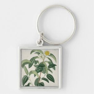 Chaveiro Camélia Thea de "Phytographie Medicale" por Jose