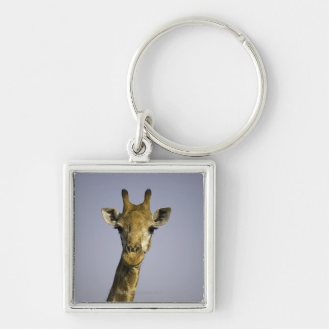 Chaveiro (camelopardalis do giraffa), olhando a câmera, (Frente)