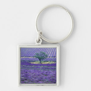 Chaveiro campos de Lavanda, Vence, Provence, França