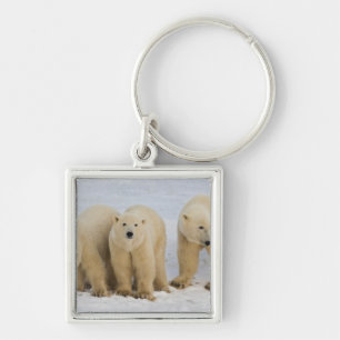 Chaveiro Canadá, Baía de Hudson. Mãe ursa polar com dois