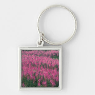 Chaveiro Canadá, Quebec, Gaspe. Flores Roxas de Lythrum,