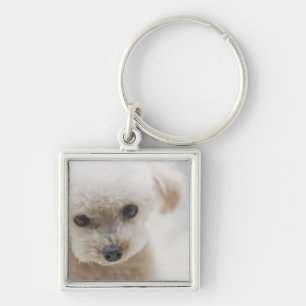 Chaveiro caniche de brinquedo