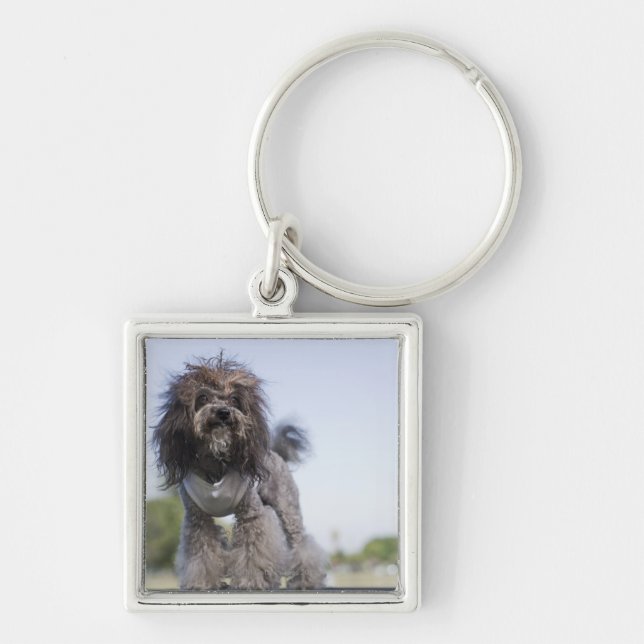 Chaveiro caniche de brinquedo que veste o t-shirt (Frente)