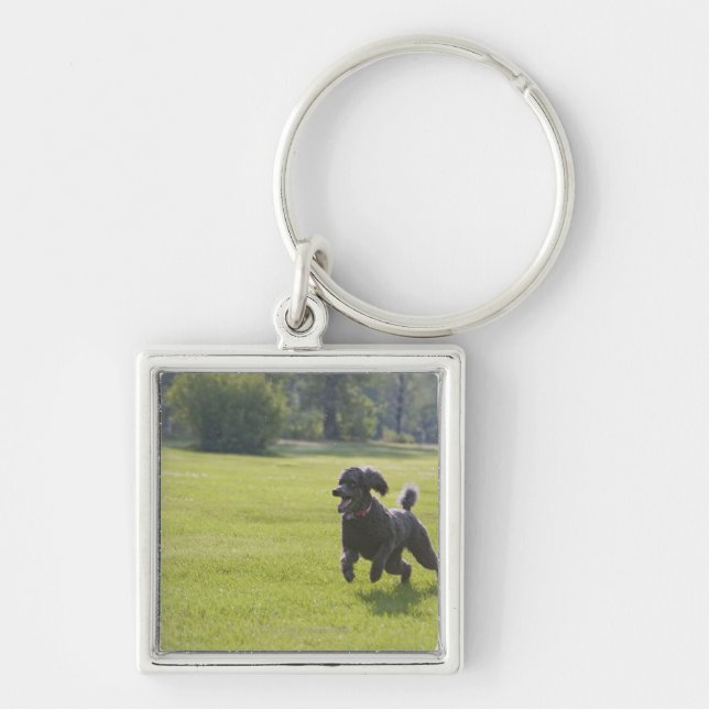 Chaveiro Caniche que joga o frisbee (Frente)