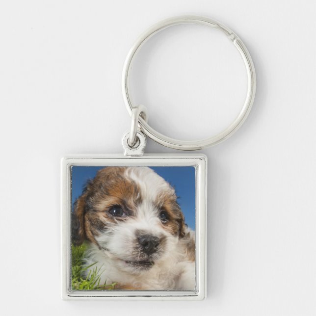 Chaveiro Cão de filhote de cachorro bonito (Shitzu) (Frente)