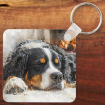 Cão de Montanha Bernês