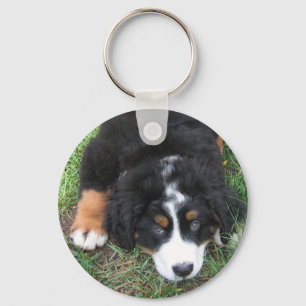 Chaveiro Cão de montanha de Bernese