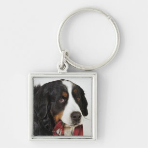 Chaveiro Cão de montanha de Bernese (Berner Sennenhund) com