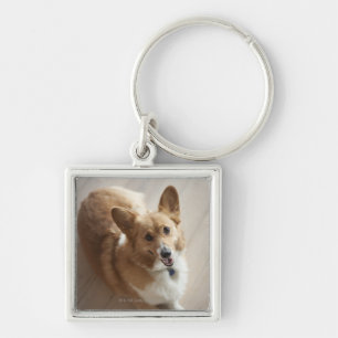 Chaveiro Cão do corgi do Pembroke de Galês que encontra-s