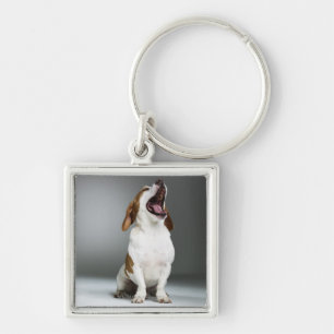 Chaveiro Cão misturado que boceja, fim-acima da raça