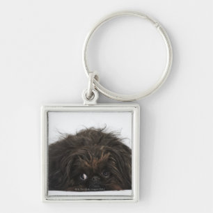 Chaveiro Cão preto de Pekingese que encontra-se para baixo