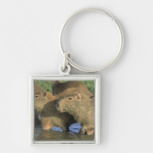 Chaveiro Capivara, Hydrochaeris hydrochaeris), mundo's