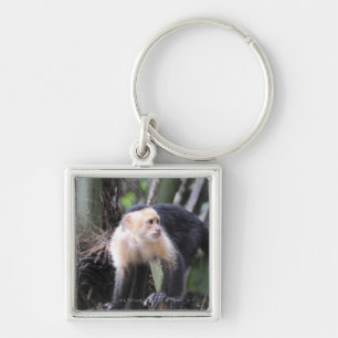 Chaveiro capuchin Branco-dirigido, capucinus de Cebus.