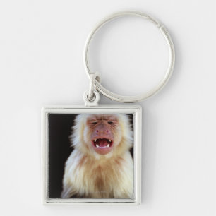 Chaveiro capuchin Branco-throated (capucinus de Cebus)
