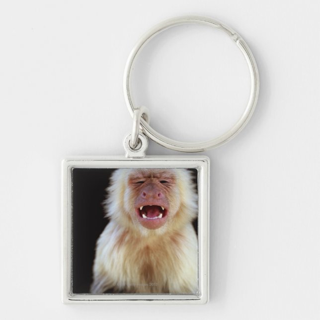 Chaveiro capuchin Branco-throated (capucinus de Cebus) (Frente)