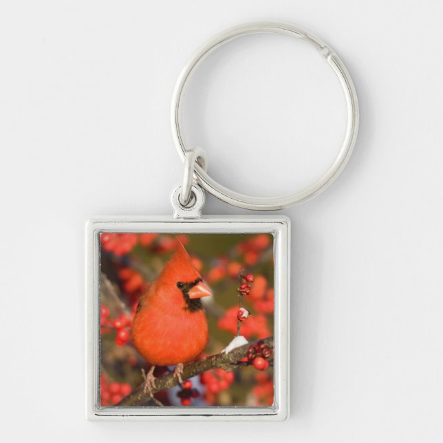 Chaveiro Cardinal-do-norte em Amieiro-Vermelho (Frente)