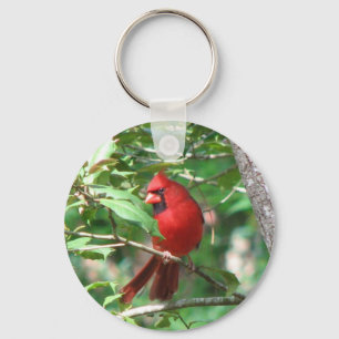 Chaveiro Cardinal in Holly