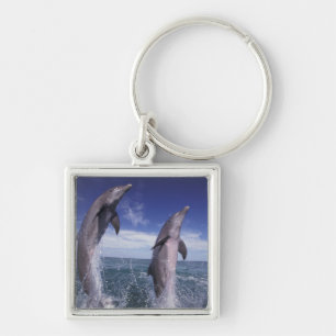 Chaveiro Caribenho, golfinhos-nariz-de-garrafa Tursiops
