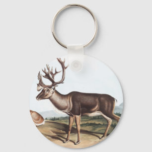 Chaveiro Cariou, American Rein Deer (Tarandus furcifer)
