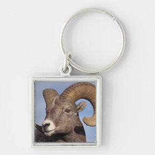 Chaveiro carneiro bighorn, carneiro da montanha, Ovis canad