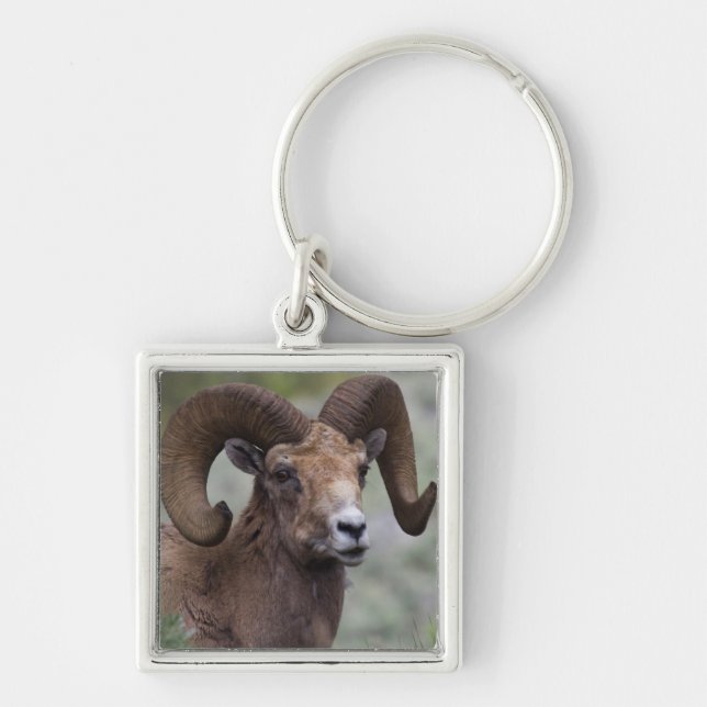 Chaveiro Carneiro de Ovelha Bighorn das Montanhas Rochosas (Frente)