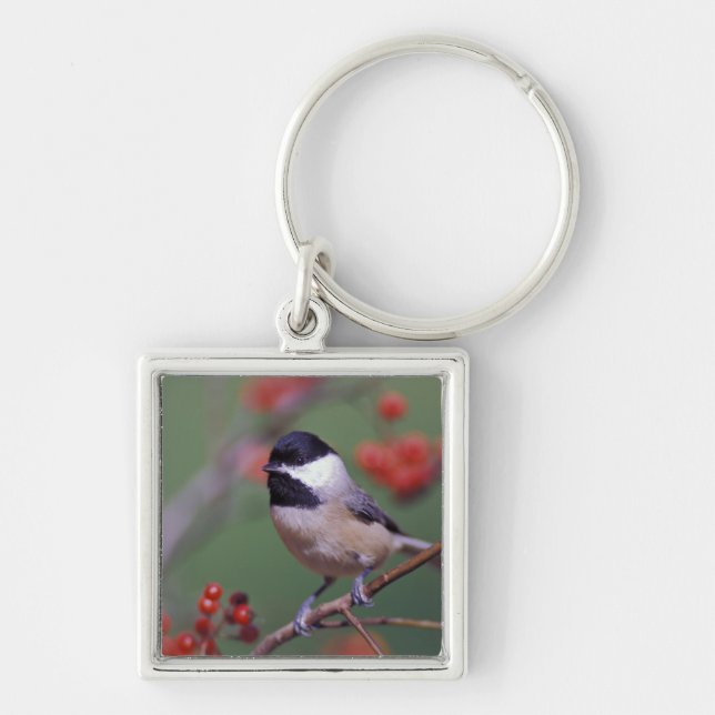 Chaveiro Carolina Chickadee (Frente)