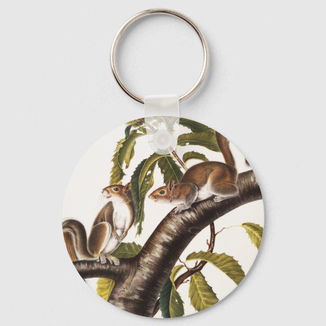 Chaveiro Carolina Cinza Squirrel (Sciurus Carolinensis) (Frente)