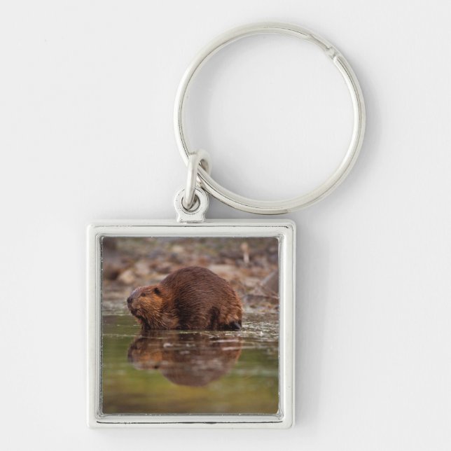 Chaveiro castor, Castor canadensis, vai nadar (Frente)