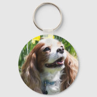 Cavalier King Charles Spaniel Blenheim sorridente