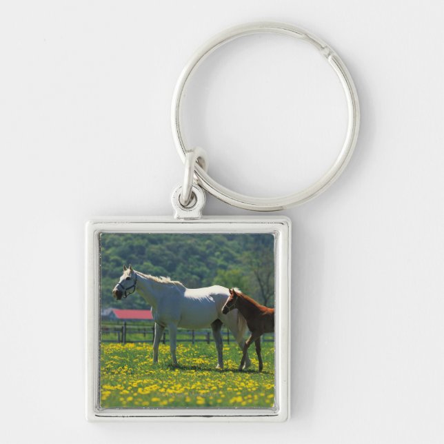 Chaveiro Cavalo e seu potro que estão em um campo (Frente)