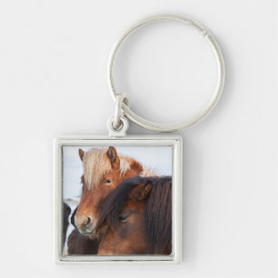 Chaveiro Cavalo islandês durante o inverno na Islândia