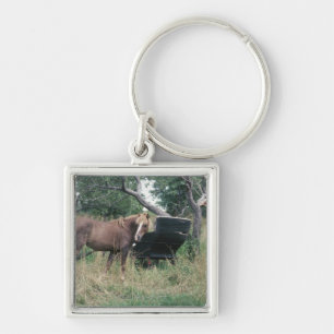 Chaveiro Cavalo no campo com carrinho