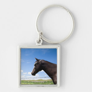 Chaveiro Cavalo que está na cerca no pasto