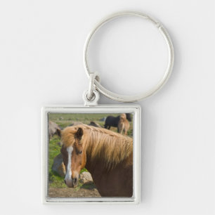 Chaveiro Cavalos islandeses no nordeste da Islândia.