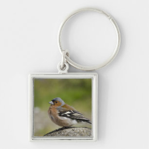 Chaveiro Chaffinch masculino (SELVAGEM: Coelebs do
