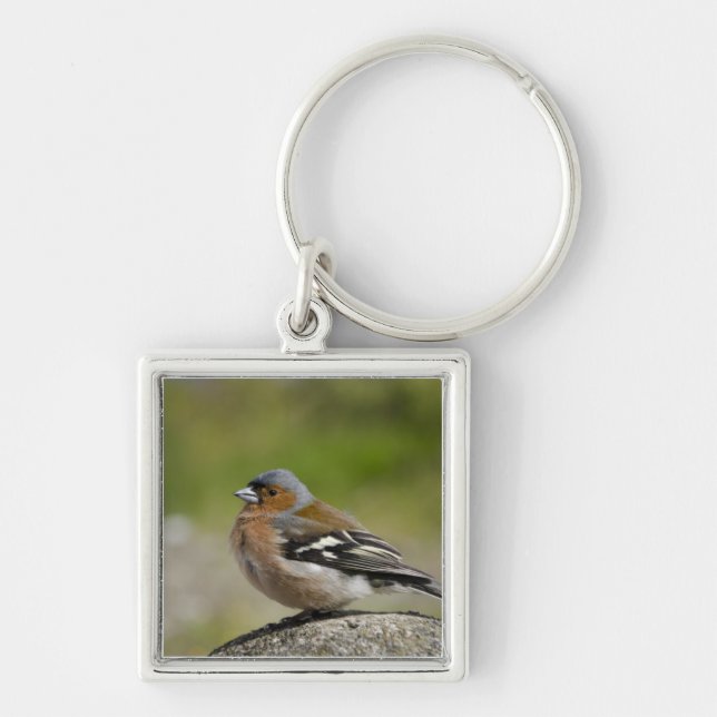 Chaveiro Chaffinch masculino (SELVAGEM: Coelebs do (Frente)