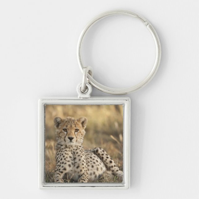 Chaveiro Cheetah, Acinonyx jubatus (Frente)