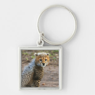 Chaveiro Cheetah Cub Acinonyx Jubatus), tal como se vê no
