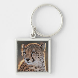 Chaveiro Cheetah olhando para longe